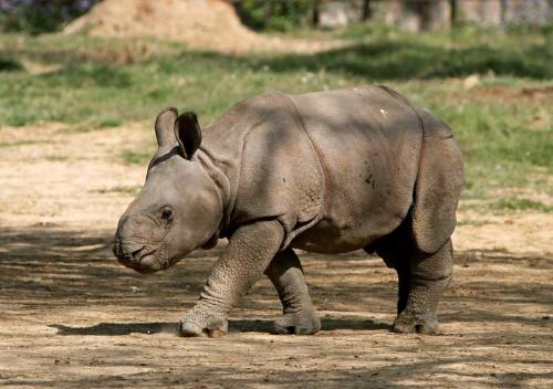 Reino Unido celebra el nacimiento del primer rinoceronte indio en 47 años