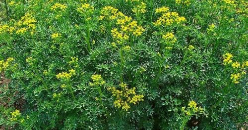 Ruda macho y hembra Ruda macho y hembra