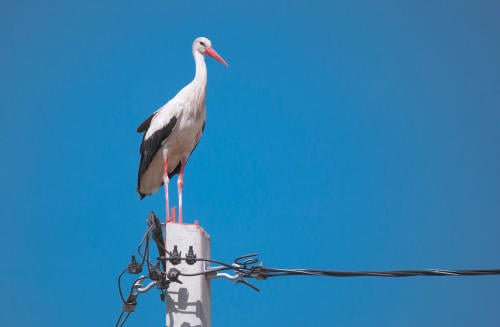 España: Denuncian a gigante energético por cientos de pájaros electrocutados