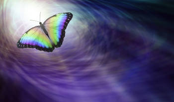 mariposa despues vida
