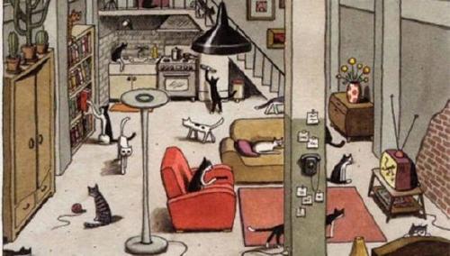 gatos reto viral gatos reto viral