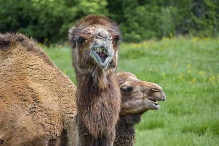 camellos 10 animales que trasmitieron enfermedades en las últimas décadas