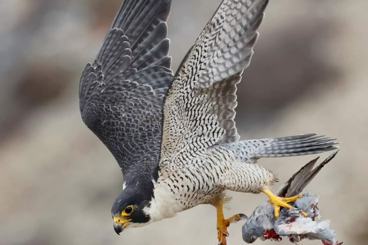 halcon Científicos debaten si este comportamiento debe considerarse una estrategia evolutiva o una amenaza creciente. (Foto: Pinterest)