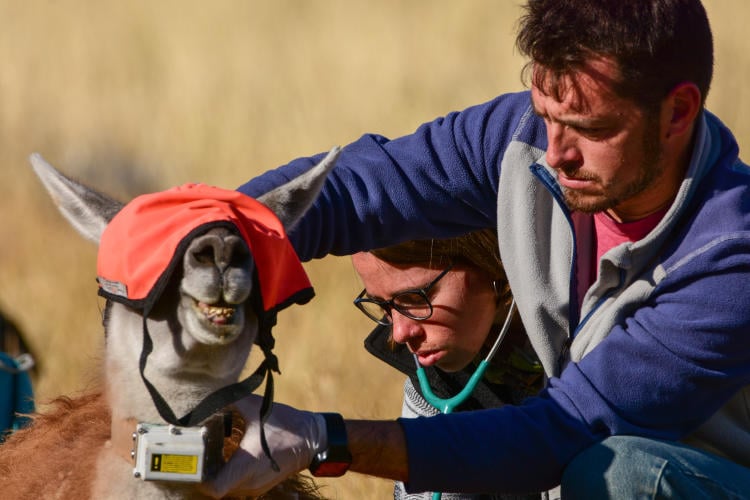 Franco Bucci-Captura guanacos- abril 2019 - (27)