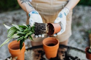 Persona sosteniendo una planta y una maceta con sus manos