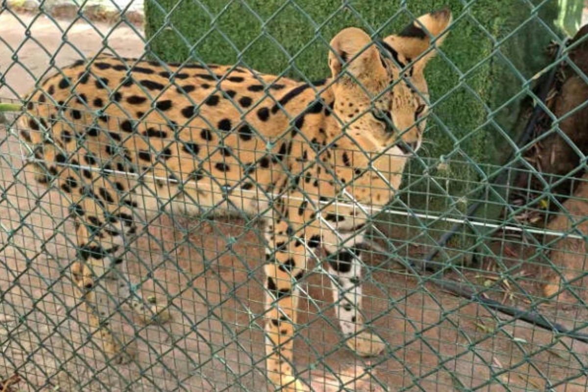 Un serval (Leptailurus serval), en una jaula del zoológico ilegal desmantelado en Nules, en el este de España, en una imagen difundida el 26 de agosto de 2025 (Handout) (Handout/Guardia Civil/AFP)