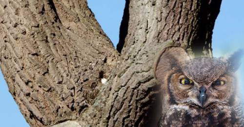 Desafío viral para expertos: ¿puedes encontrar al búho en el árbol?