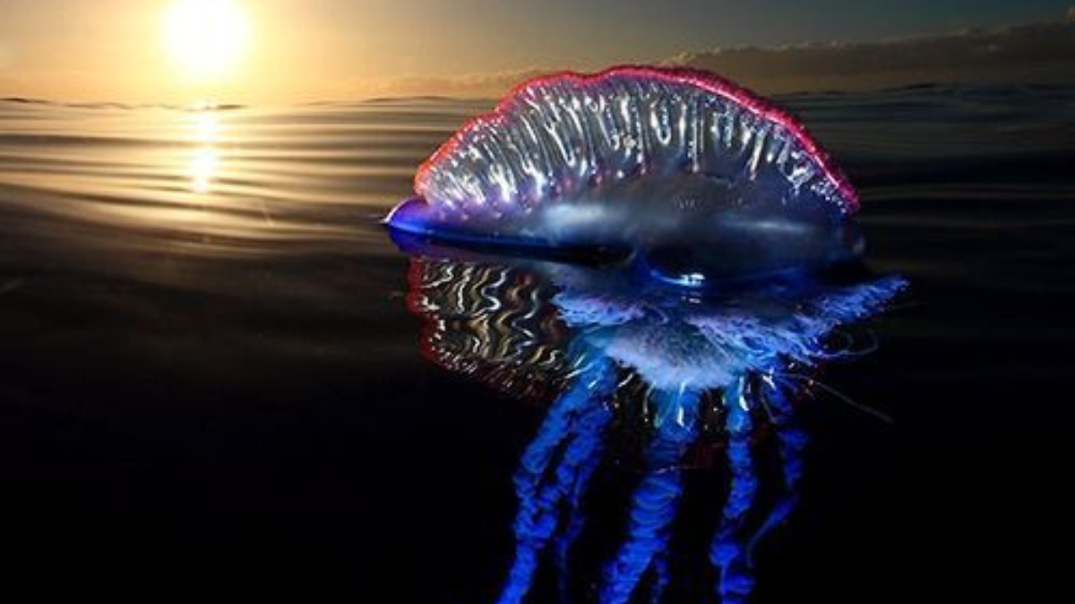 medusa carabela Venenosa: ¿Cuál es la medusa más peligrosa del mundo? (Foto: Pinterest)