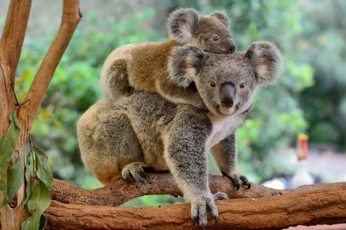 koala koala