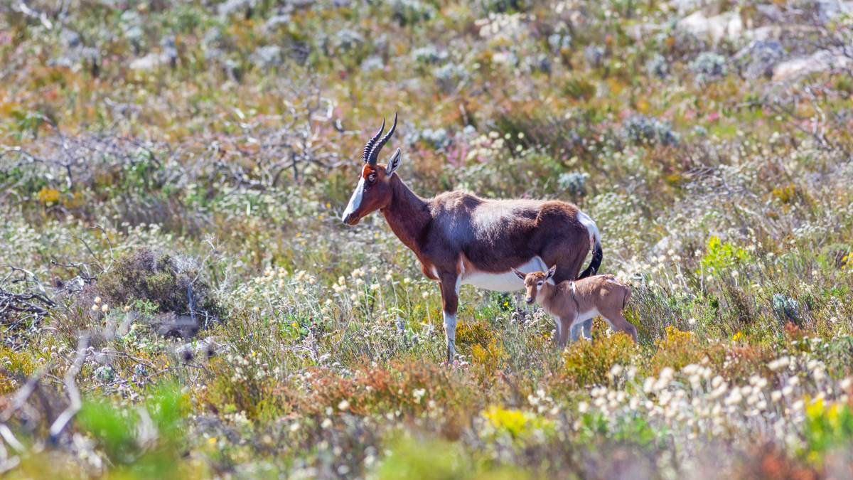 Fynbos