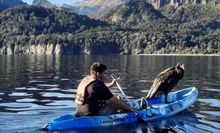 LIBERANDO CONDOR LIBERANDO CONDOR