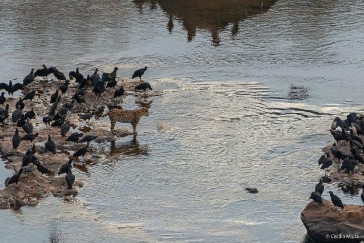 Yaguarete junto a aves Yaguarete junto a aves