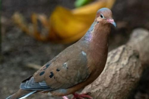 paloma En el Zoológico de Chester confirmaron que este año han nacido ocho polluelos de paloma de Socorro. (Imagen: msn.com)