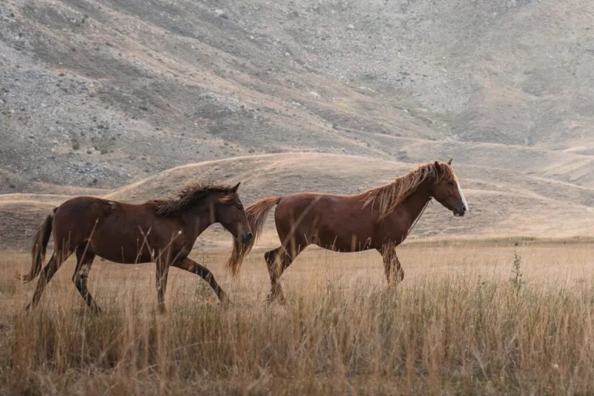 Un giro en la gestión forestal del Mediterráneo: tres tipos de caballos ajustan su menú y apuntan a mantener claros y aliviar el matorral inflamable. Fuente: Pixabay/32mx.online.