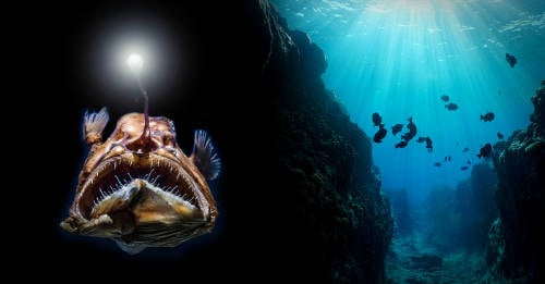 datos curiosos oceano datos curiosos oceano