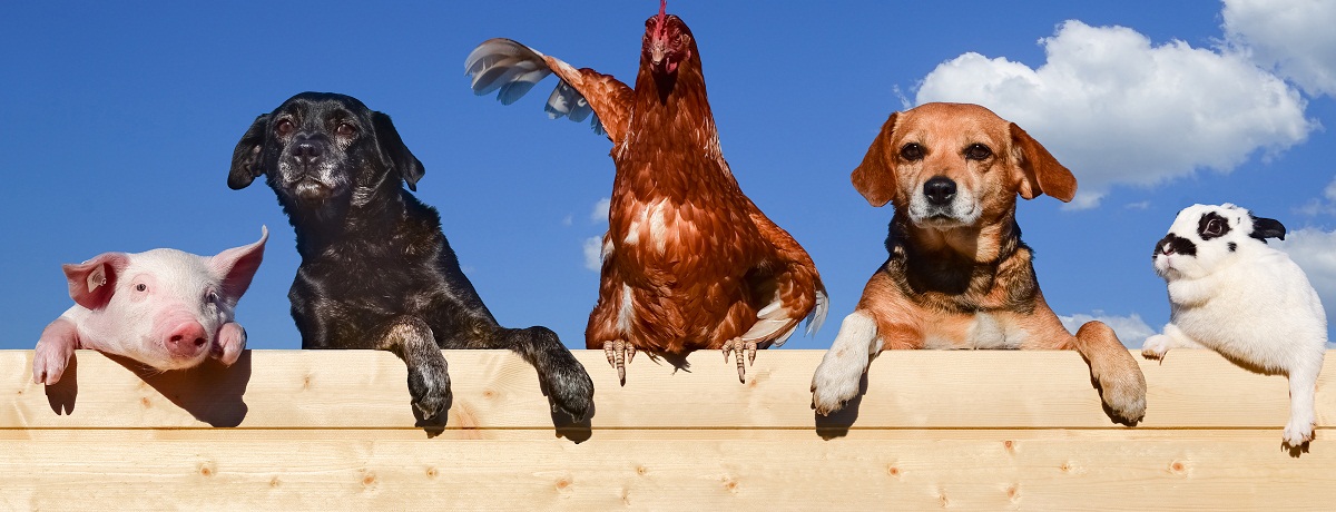 Animales 2 Natalie Portman