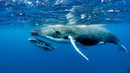 oceano ballena