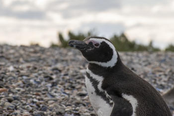 Pinguino de Magallanes 