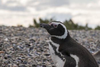 Pinguino de Magallanes