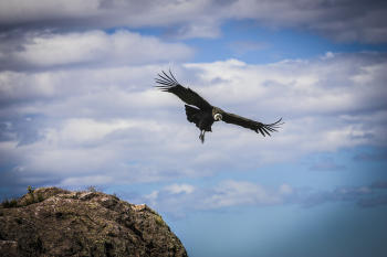 Salto de condor  Hernan Canuti