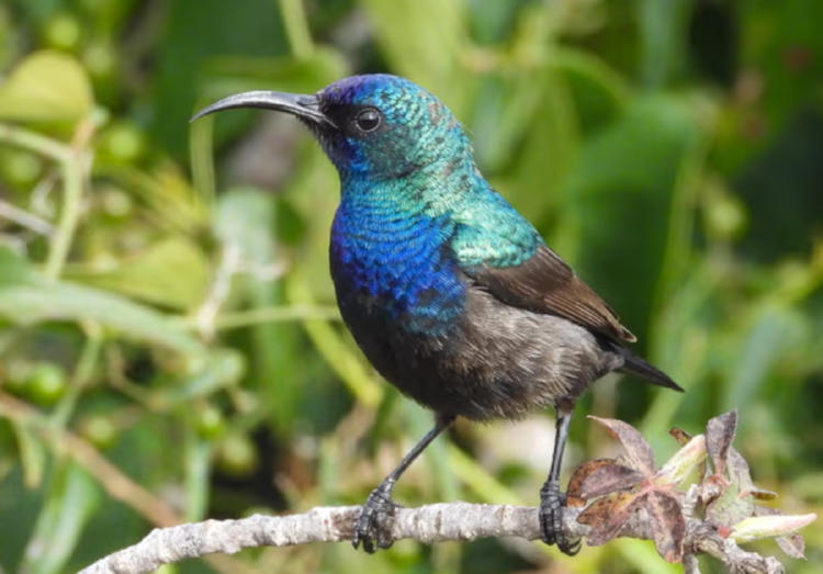 pájaro sol palestino pájaro sol palestino