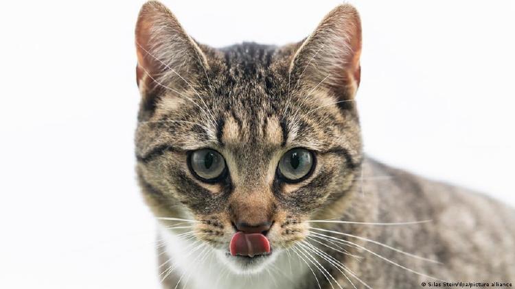 Más gatos Más gatos