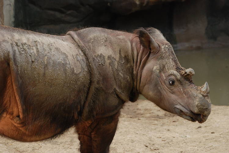 rinoceronte sumatra