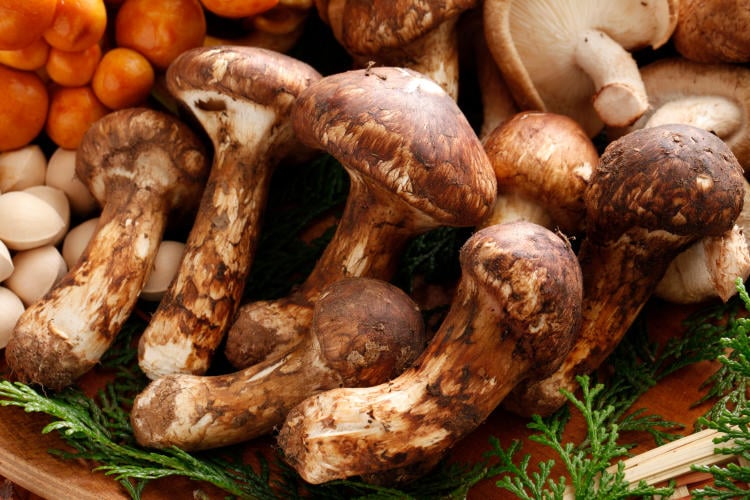 hongos comestibles Matsutake