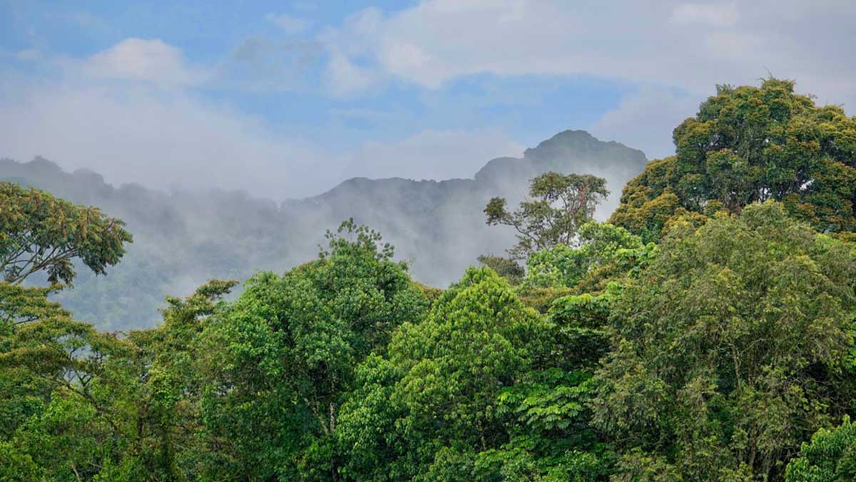 bosque africa bosque africa