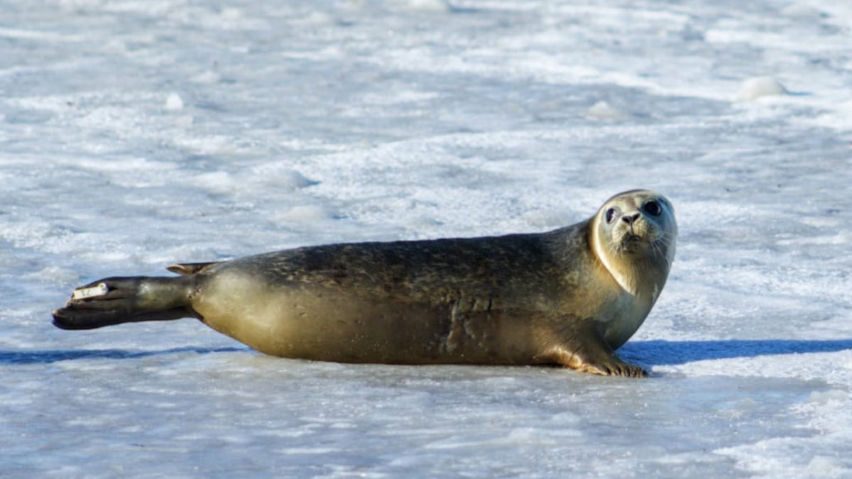 focas polo sur