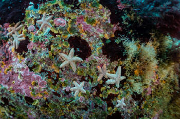 juveniles de la estrella común Strichaster striatus en el Refugio Marino de Maitencillo. Crédito Rodrigo Sánchez Grez 768x512