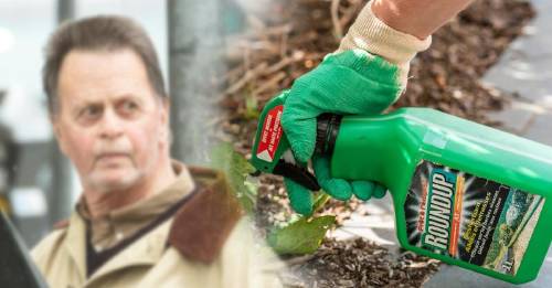 Condenaron a Monsanto a pagar USD 81 millones por "negligencia"