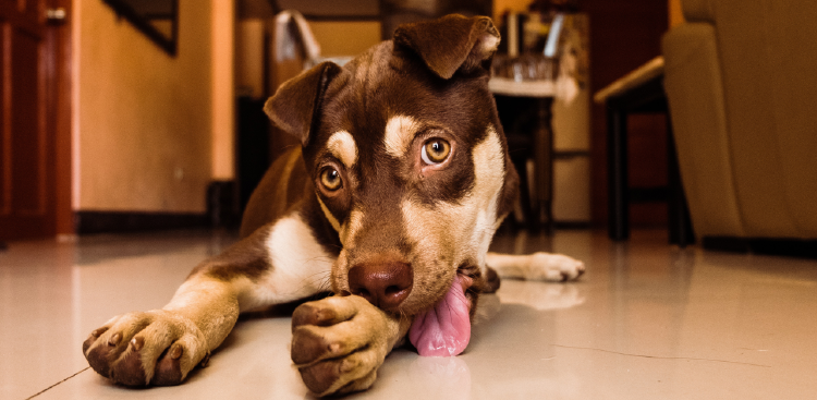 perrito foto perrito foto