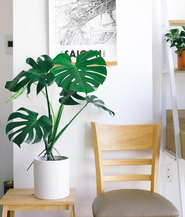 Monstera Monstera
