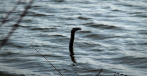 grupo cientificos secreto monstruo lago ness grupo cientificos secreto monstruo lago ness