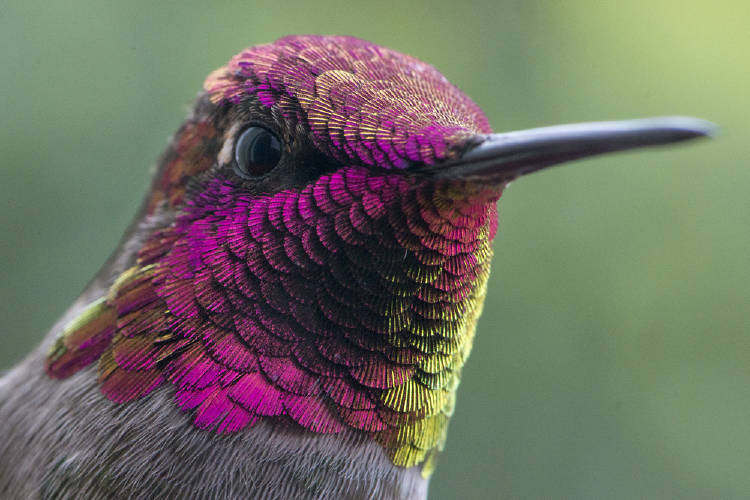colibri colibri
