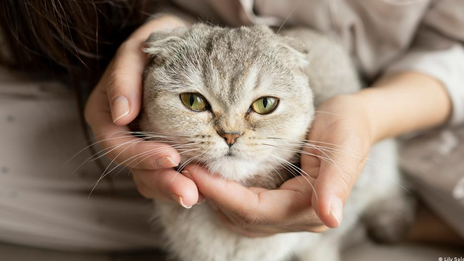 66998173_1004 66998173_1004