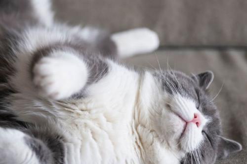 gato Imagen: Pinterest