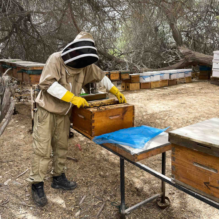 Beekeepr Qatar At the Al Shahaniya Farm c Ulrike Lemmin Woolfrey scaled