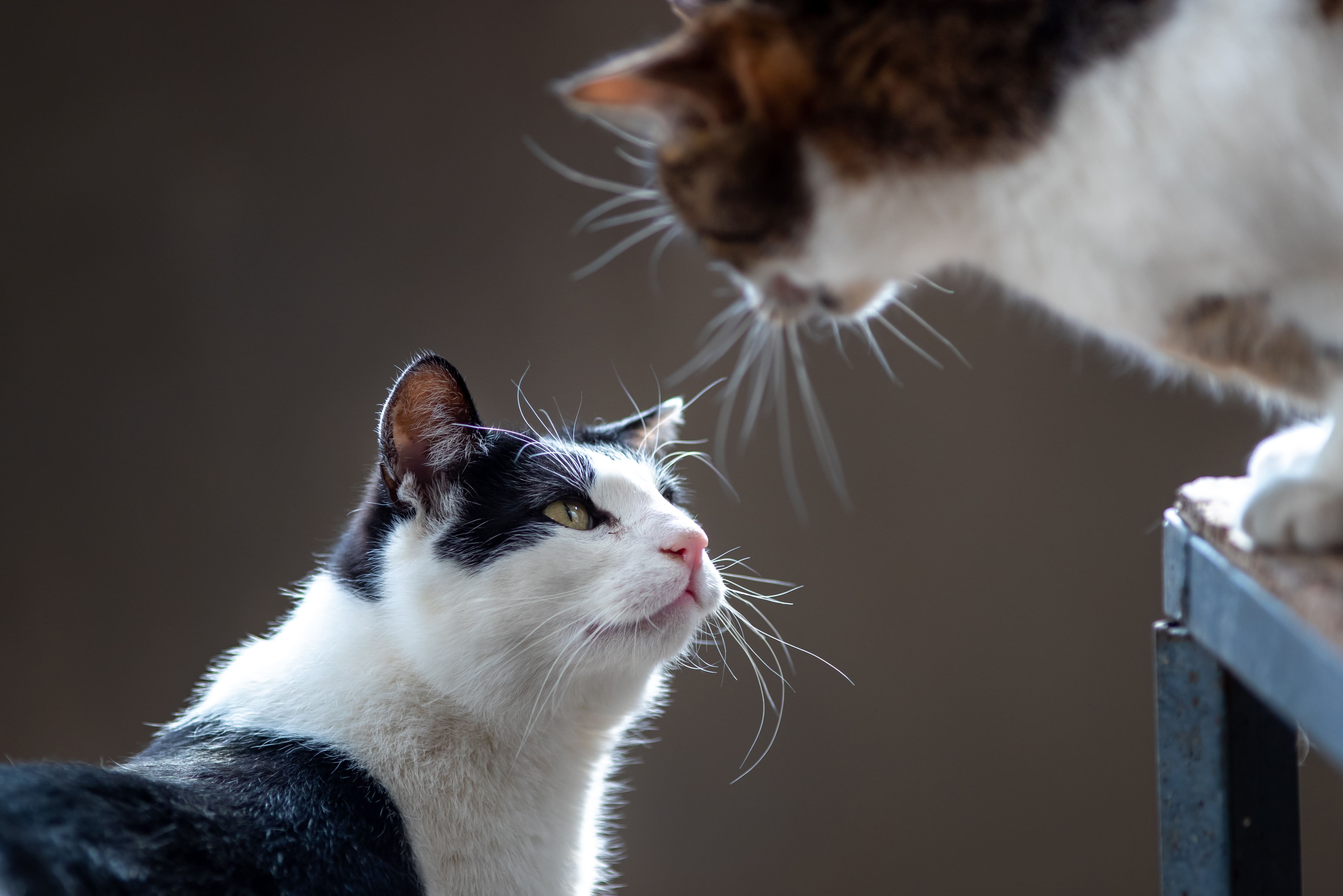 Los Gatos Reconocen Nombre Y Cara De Otros Gatos, Dice Estudio | Bioguia