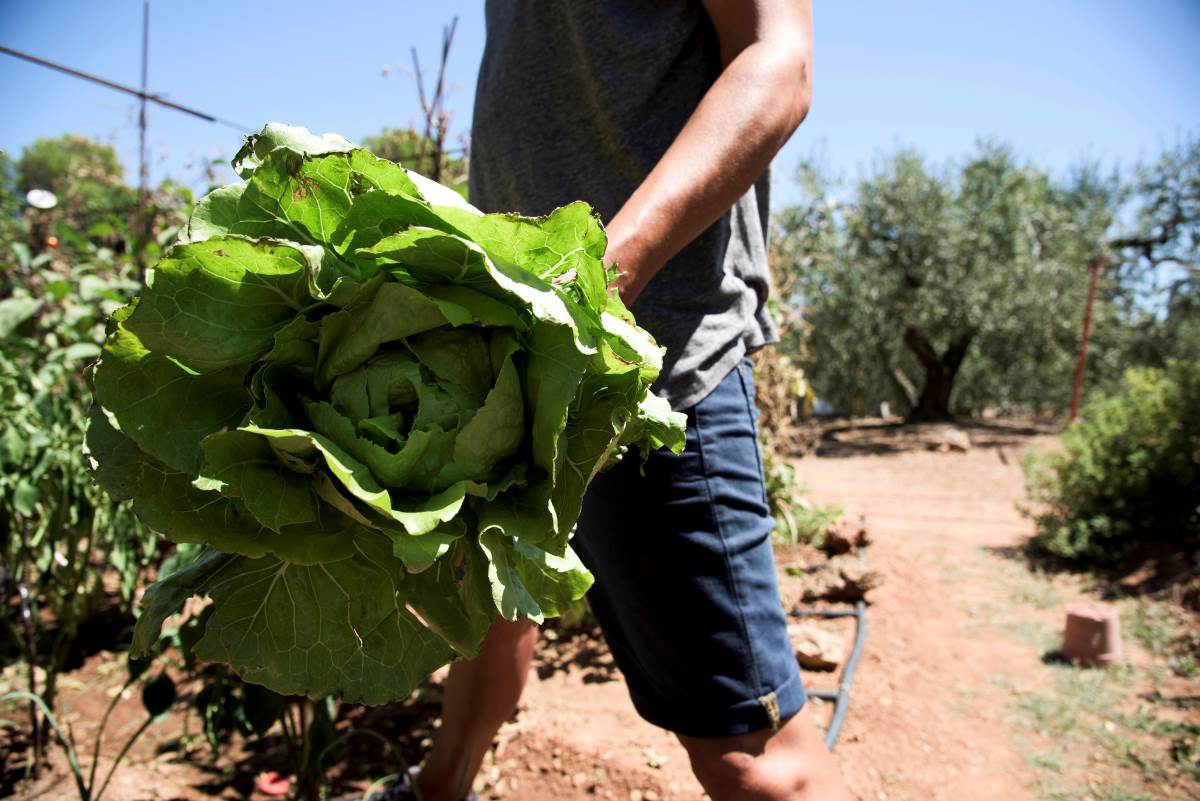 Agricultura sostenible