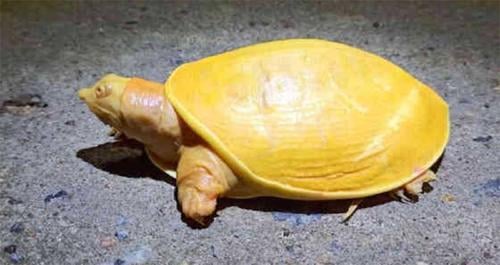 Hallan una extraña 'tortuga amarilla' en la India