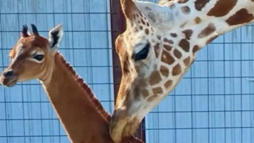 jirafa sin manchas Rareza genética: nació la la primera jirafa sin manchas después de 50 años.