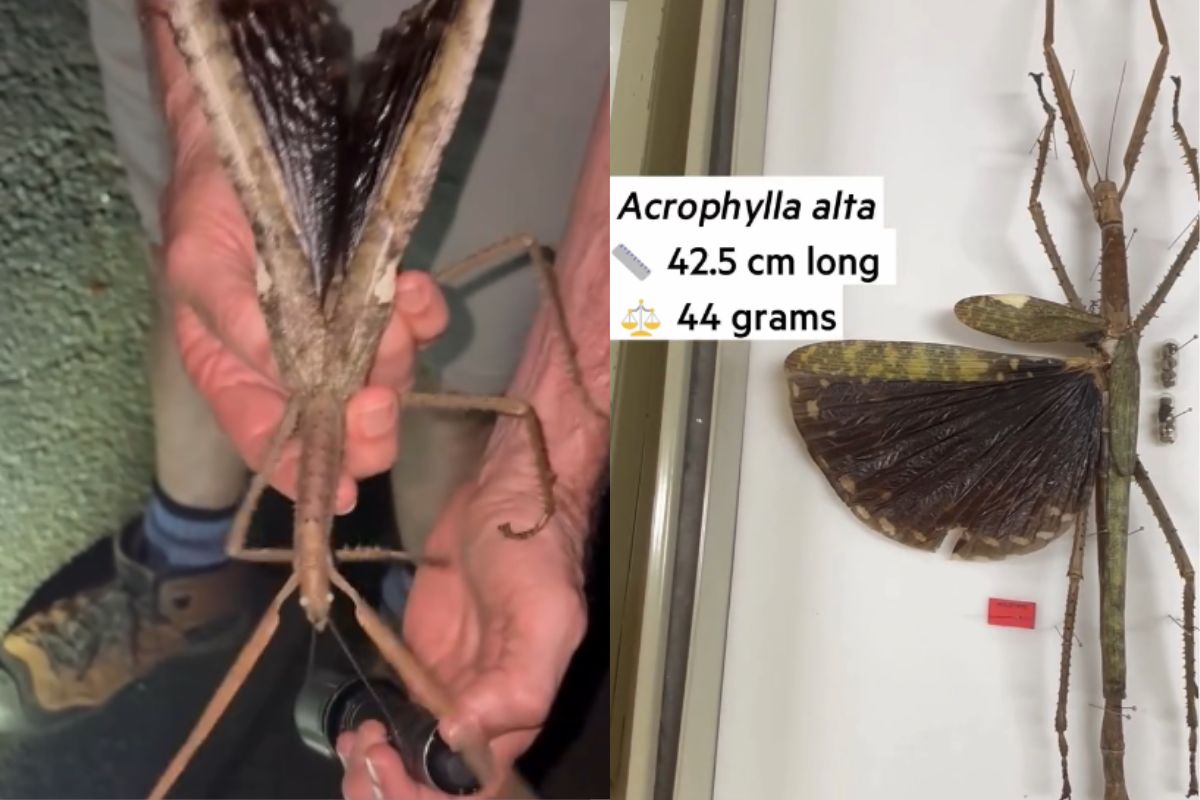 Descubren en Australia un insecto palo gigante llamado Acrophylla alta. Mide casi 40 cm y rompe récords por ser el más pesado del país. Increíble hallazgo científico. (Instagram: qldmuseum)
