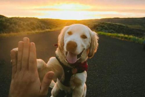 Perro con su dueño Estamos en la tercera etapa evolutiva de los perros