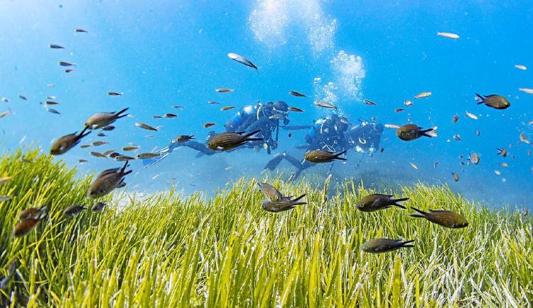 Posidonia, peces y buzos