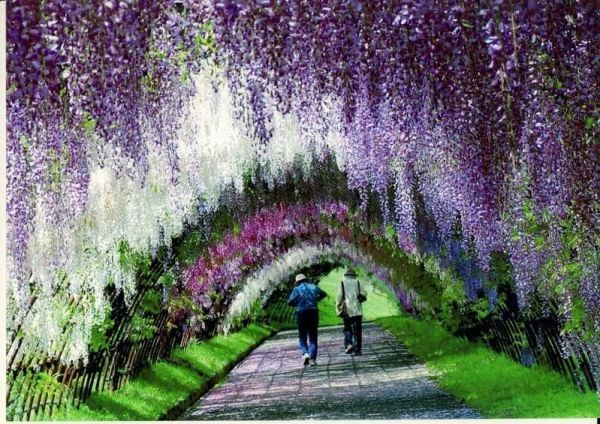 túnel de wisteria en japón