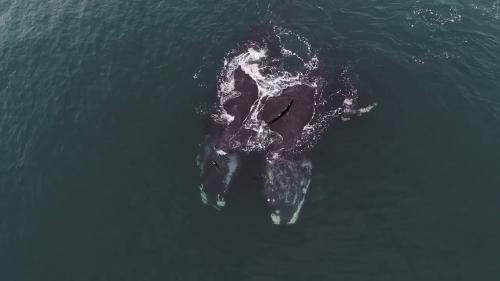 Fotógrafo capturó el momento en el que dos ballenas francas se abrazan
