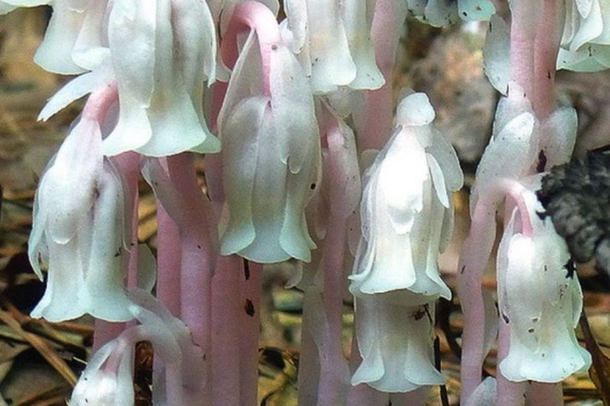 La misteriosa flor fantasma reaparece en redes como remedio natural para la ansiedad y el dolor. Qué se sabe realmente y por qué su recolección puede poner en riesgo a los bosques. (Imagen: Pinterest)