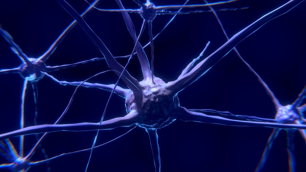 cerebro celulas nerviosas Rehabilitación cognitiva